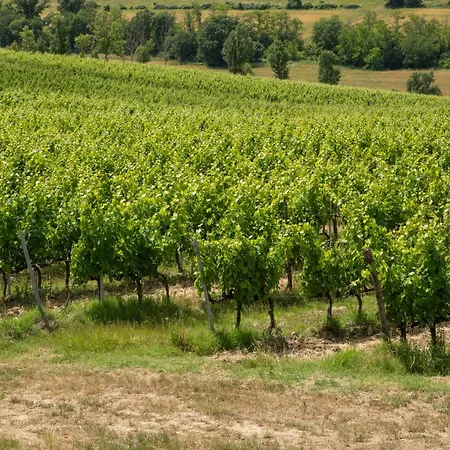 Vittoria Chianti Vacations דירה